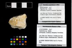 Foto (Objekt + Etikett) von Gastrodorus sp.  (NHMW-GEO-2014-0194-0949)